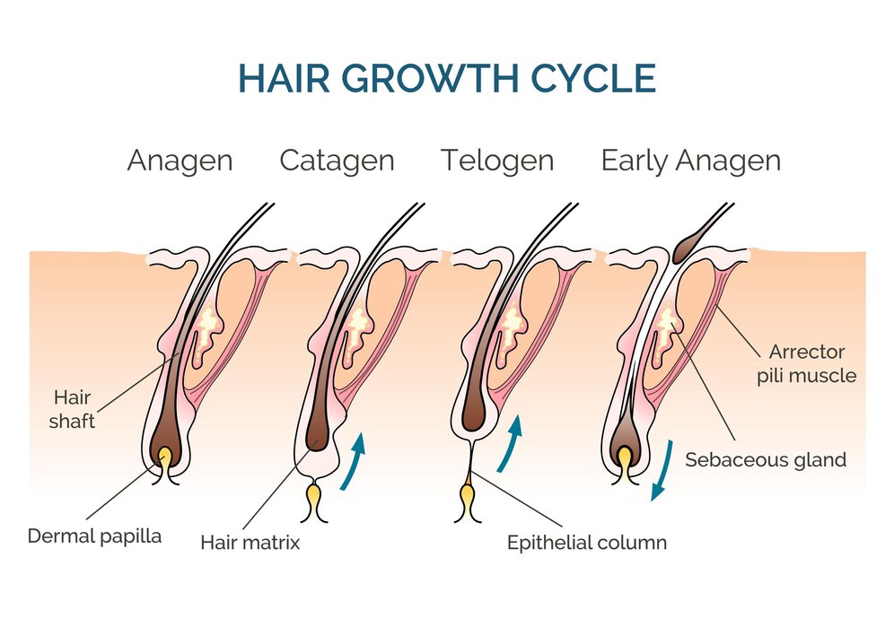 ciclo vitale del capello